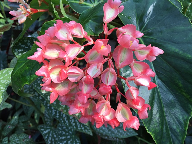 B. ‘Seishonagon’